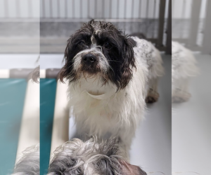 Mutt Dogs for adoption in Woodbury, NY, USA