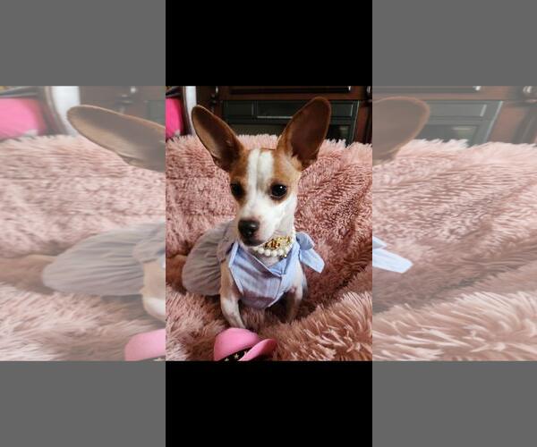 Medium Photo #1 Chihuahua-Unknown Mix Puppy For Sale in Hayward, CA, USA