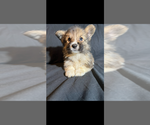 Small #8 Pembroke Welsh Corgi