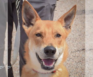 Carolina Dog-German Shepherd Dog Mix Dogs for adoption in Huntley, IL, USA