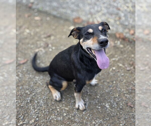 Medium Photo #1 Beagleman Puppy For Sale in Woodsfield, OH, USA