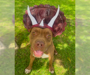 Mutt Dogs for adoption in Ventura, CA, USA