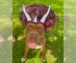 Brown Sugar - Male Mutt Dog for Adoption - Small photo
