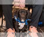 Small Photo #4 Labrador Retriever-Unknown Mix Puppy For Sale in St. Louis Park, MN, USA