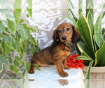 Small #3 Dachshund