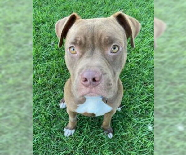 Medium Photo #4 American Pit Bull Terrier-Unknown Mix Puppy For Sale in Ventura, CA, USA