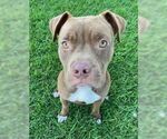 Small #3 American Pit Bull Terrier Mix