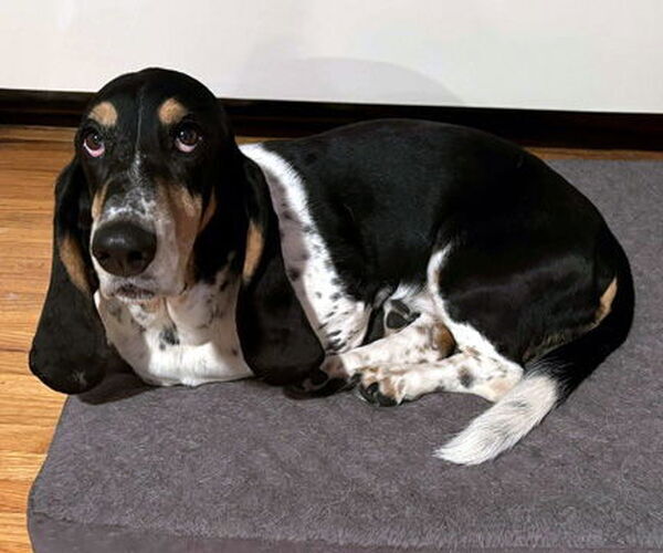 Medium Photo #7 Basset Hound Puppy For Sale in Deepwater, NJ, USA