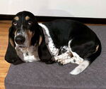 Small #6 Basset Hound