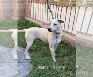 Gerrie - Male Black Mouth Cur-Labrador Retriever Mix Dog for Adoption - Photo #4