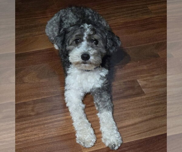 Medium Photo #3 Aussiedoodle Miniature  Puppy For Sale in Spring Lake, NC, USA