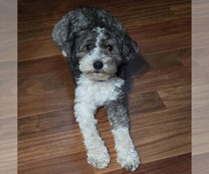 Jimmy - Male Aussiedoodle Miniature  Dog for Adoption - Photo #3