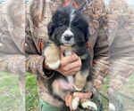 Image preview for Ad Listing. Nickname: Black tri male2