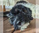 Small Photo #4 Miniature Bernedoodle Puppy For Sale in PLACERVILLE, CA, USA