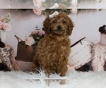 Puppy Topaz Goldendoodle (Miniature)