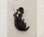 Small #1 Akita