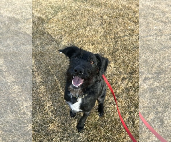 Medium Photo #7 Labrador Retriever-Unknown Mix Puppy For Sale in Sandy, UT, USA