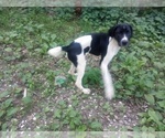 Small #26 German Shorthaired Pointer