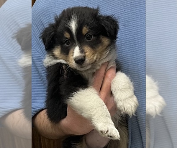 Medium Photo #1 Shel-Aussie Puppy For Sale in FORT MORGAN, CO, USA