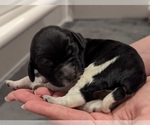 Puppy Orca English Springer Spaniel