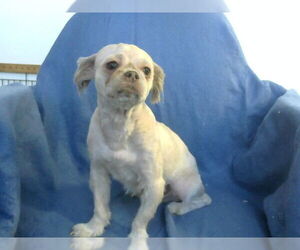 Shih Tzu Dogs for adoption in Big Bear City, CA, USA