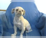 Small Shih Tzu