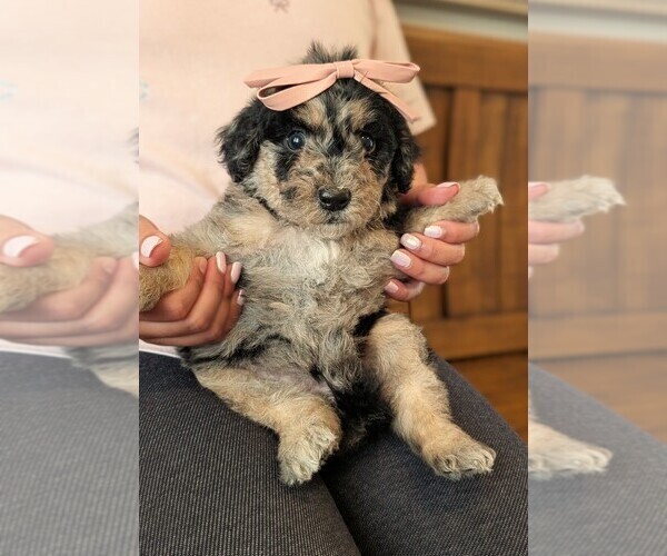 Medium Photo #22 Bernedoodle-Golden Mountain Dog Mix Puppy For Sale in DAVIS, CA, USA