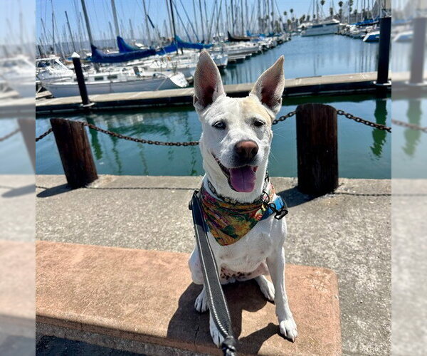 Medium Photo #8 Siberian Husky-Unknown Mix Puppy For Sale in Alameda, CA, USA