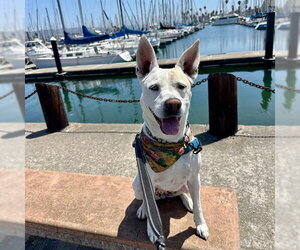 DAISY - Female Siberian Husky-Unknown Mix Dog for Adoption - Photo #8