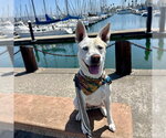 Small Photo #8 Siberian Husky-Unknown Mix Puppy For Sale in Alameda, CA, USA