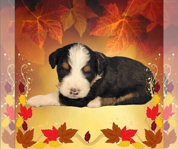 Medium Photo #4 Bernedoodle Puppy For Sale in BLACK FOREST, CO, USA