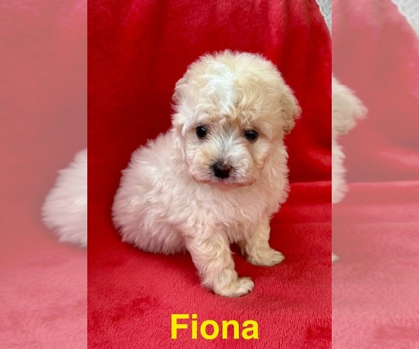 Medium Photo #4 Poodle (Miniature) Puppy For Sale in FAIR HAVEN, MI, USA