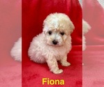 Small #3 Poodle (Miniature)