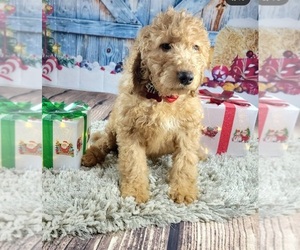 Goldendoodle Puppy for Sale in ADELANTO, California USA