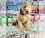 Small Photo #1 Goldendoodle Puppy For Sale in ADELANTO, CA, USA