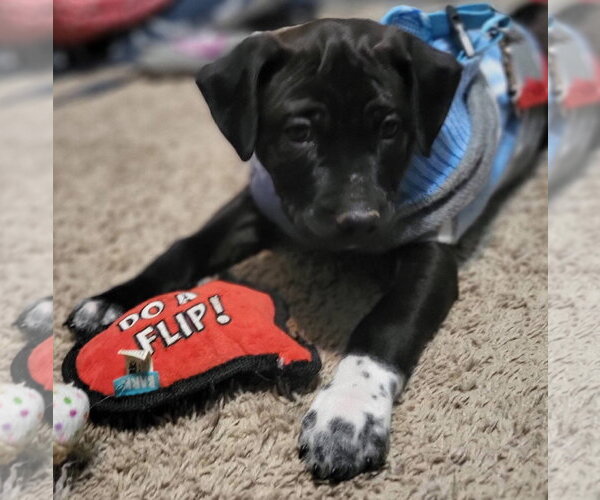 Medium Photo #10 Labrador Retriever-Unknown Mix Puppy For Sale in Germantown, OH, USA