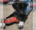 Small #9 Labrador Retriever Mix