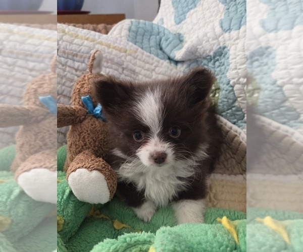 Medium Photo #6 Chiranian Puppy For Sale in OCALA, FL, USA