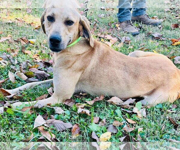 Medium Photo #2 Black Mouth Cur-Labrador Retriever Mix Puppy For Sale in Westwood, NJ, USA