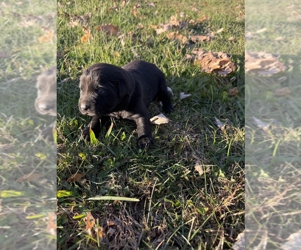 Medium Photo #6 Labrador Retriever Puppy For Sale in CLINTWOOD, VA, USA