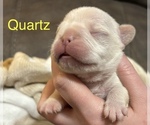 Puppy Quartz French Bulldog