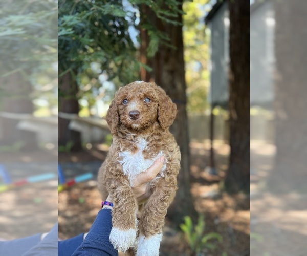 Medium Photo #5 Double Doodle Puppy For Sale in ROHNERT PARK, CA, USA