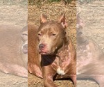 Small Photo #2 American Pit Bull Terrier-Unknown Mix Puppy For Sale in Germantown, OH, USA