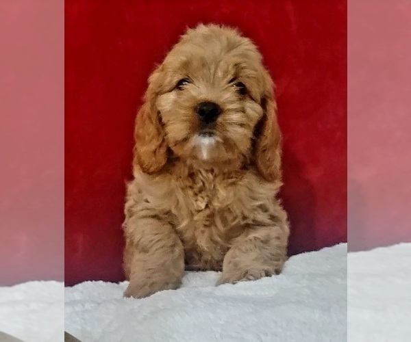 Medium Photo #6 Cockapoo Puppy For Sale in MIAMI, FL, USA