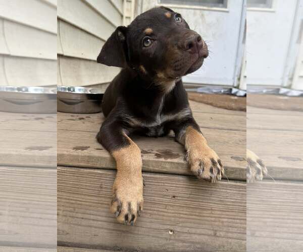 Medium Photo #3 Mutt Puppy For Sale in Greenville, SC, USA