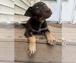 Small #2 Mutt