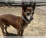 Small #1 Chihuahua