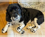 Small Photo #3 Cocker Spaniel Puppy For Sale in Arlington, VA, USA