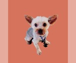 Small Mutt