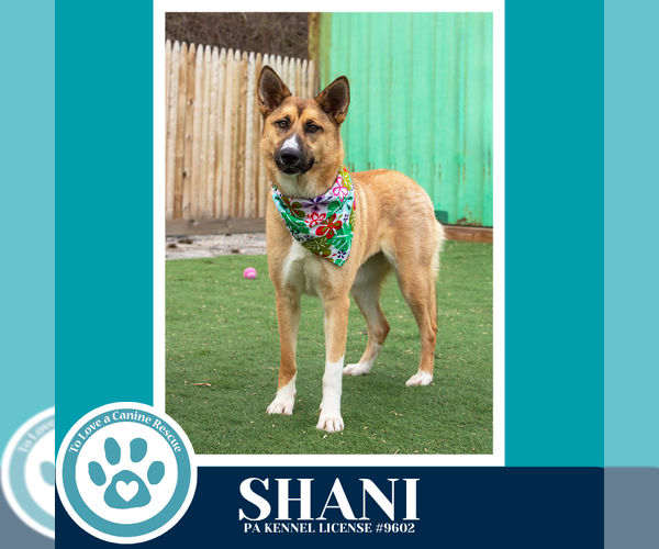 Medium Photo #9 German Shepherd Dog-Unknown Mix Puppy For Sale in Kimberton, PA, USA